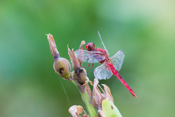A dragonfly is an insect belonging to the order Odonata, infraorder Anisoptera. Adult dragonflies...