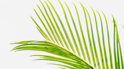 cycas plant leaves with sky as the background