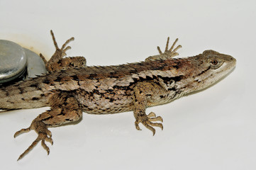 Texas spiny lizard (Sceloporus olivaceus)