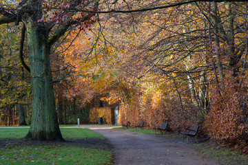 late autumn in a forest north of Copenhagen
