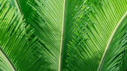 Obraz premium closeup of cycas plant leaves. natural texture background