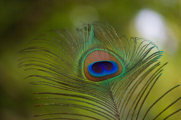 Fototapeta premium A portrait of a Peacock Feather in a soft green blurry background.