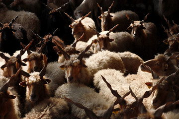 Authentic hungarian sheep breed name is racka sheep
