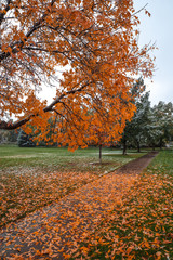 Obraz premium Fall foliage in Boulder, CO, USA