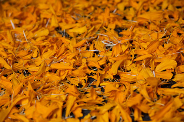 Flor de Cempasúchitl