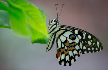 Common lime butterfly  sitting on the plant with a nice soft blurry backgrounds,