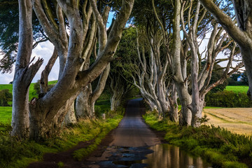 The Dark Hedges, Northern Ireland