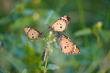 Plain tiger butterflies sitting on the flower of a plant