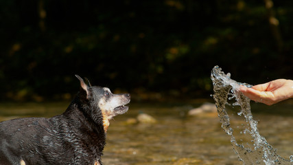 CLOSE UP: Unrecognizable female owner splashes refreshing water at cute puppy.