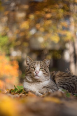 The cute homeless cat lies in autumn leaves