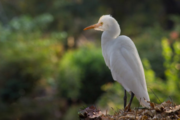 Cattle Egret in the garden in its natural habitat in a soft blurry background.