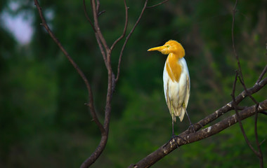 Cattle Egret in the garden in its natural habitat in a soft blurry background.