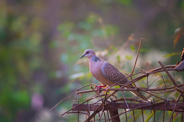 Pigeons and doves constitute the bird family Columbidae and the order Columbiformes, which includes...