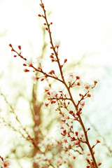 Buds on a branch