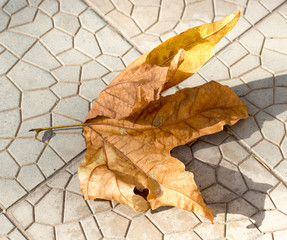 maple leaves sidewalk