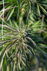 A portrait of a marijuana bud in early autumn.