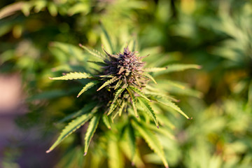 A large purple bud in focus at an outdoor grow operation.