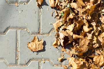 maple leaves sidewalk