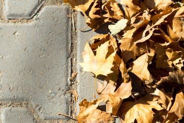 maple leaves sidewalk