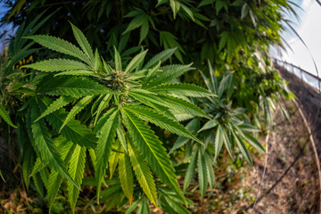 A beautiful view of a healthy cannabis plant at an outdoor grow operation.