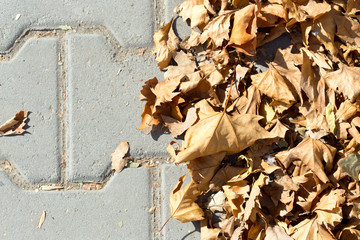 maple leaves sidewalk