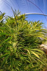 A large cola portrait on a tall marijuana plant with a greenhouse in the background.