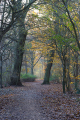 late autumn in a forest north of Copenhagen