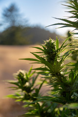 A beautiful marijuana bud mirrors the nature that surrounds it at an outdoor grow operation.
