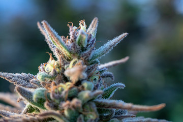 Macro view of a sun grown marijuana bud with trichomes.