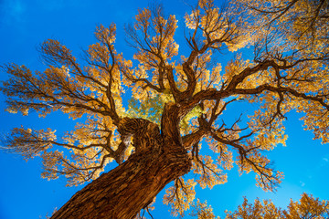 Aspen tree turning yellow