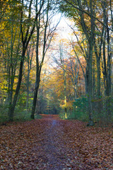 Obraz premium late autumn in a forest