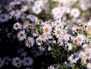 daisy flower in the yard