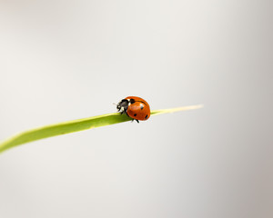 Fototapeta premium ladybug on grass macro