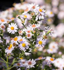 daisy flower in the yard