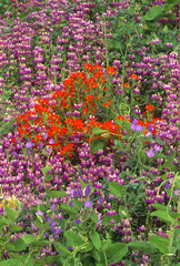 Cardinal Flower, Lupine and Ithuriels Spear