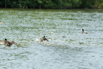Gallareta Americana 
