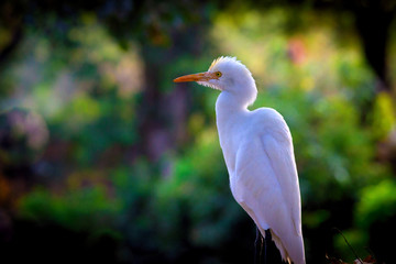 The Cattle Egret seen among the beautiful Sunflowers in the Garden in its natural habitat
