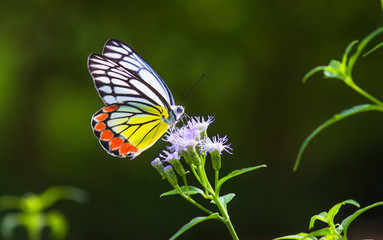 Beautiful Indian Jezebel butterfly sitting on the flower plants with a nice soft background.