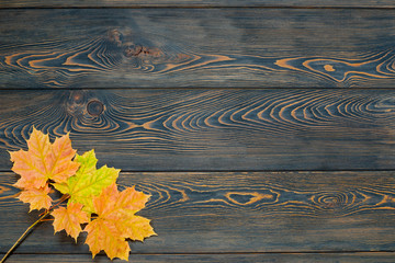 Autumn leaf life cycle. Autumn background with colorful fall maple leaves on rustic wooden table.