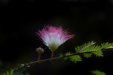A Persian Silk Tree Flower blooming away in a soft blurry background on a beautiful bright day.