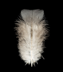 feathers isolated on black background