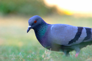 A domestic Pigeon sitting on the grass and looking curiously in its natural habitat.