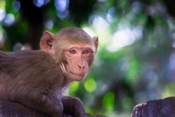 Fototapeta premium The Rhesus Macaque Monkey sitting and looking away in its natural habitat.