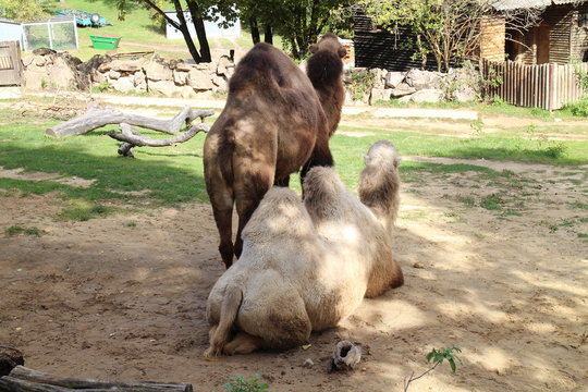 Camels in zoological garden in Bojnice, Slovakia 
