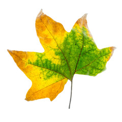 golden maple leaves, isolated on white background