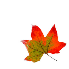 golden maple leaves, isolated on white background