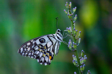 The Common lime butterfly sitting on the leaves of a plant in its natural habitat.