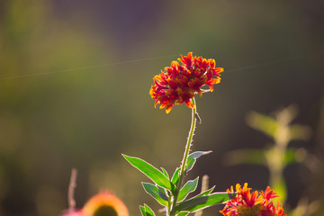 Beautiful Sunflowers blooming away so brightly in the garden with a nice soft background.