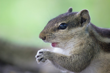 Squirrels are members of the family Sciuridae, a family that includes small or medium-size rodents. The squirrel family includes tree squirrels, ground squirrels, chipmunks, marmots, flying squirrels