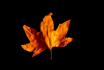 golden maple leaves isolated on black background